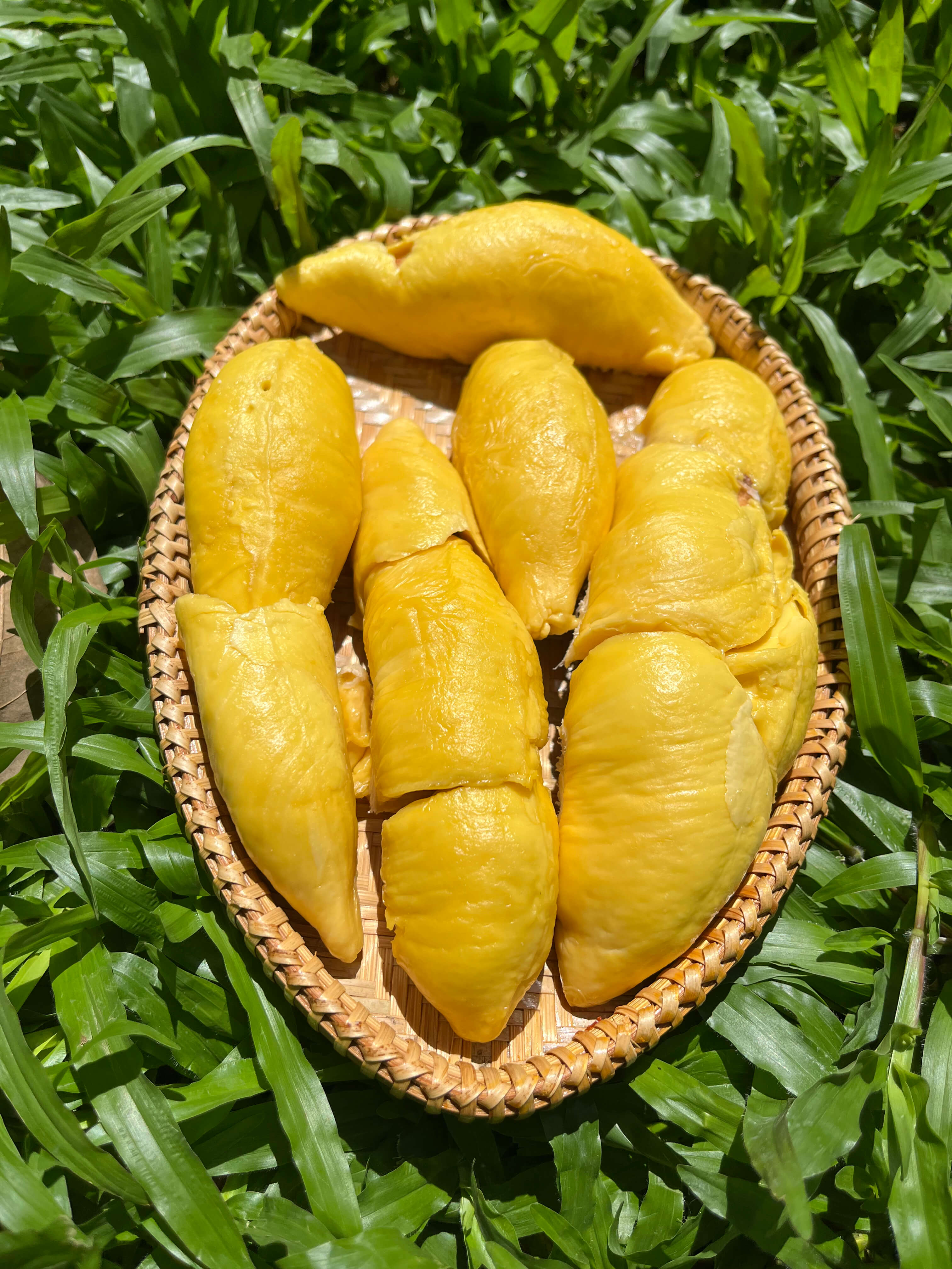 Musangking Miền Tây - Cơm dẻo